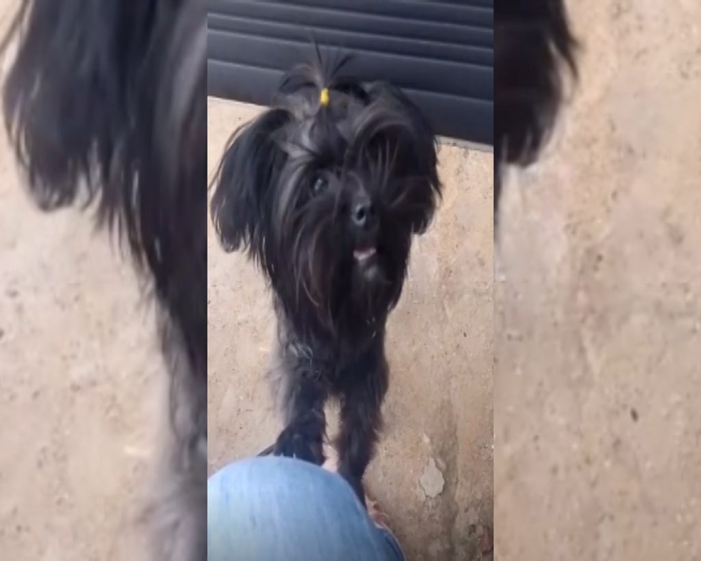 Cadelinha desapareceu no Itália Cadelinha desapareceu no Itália