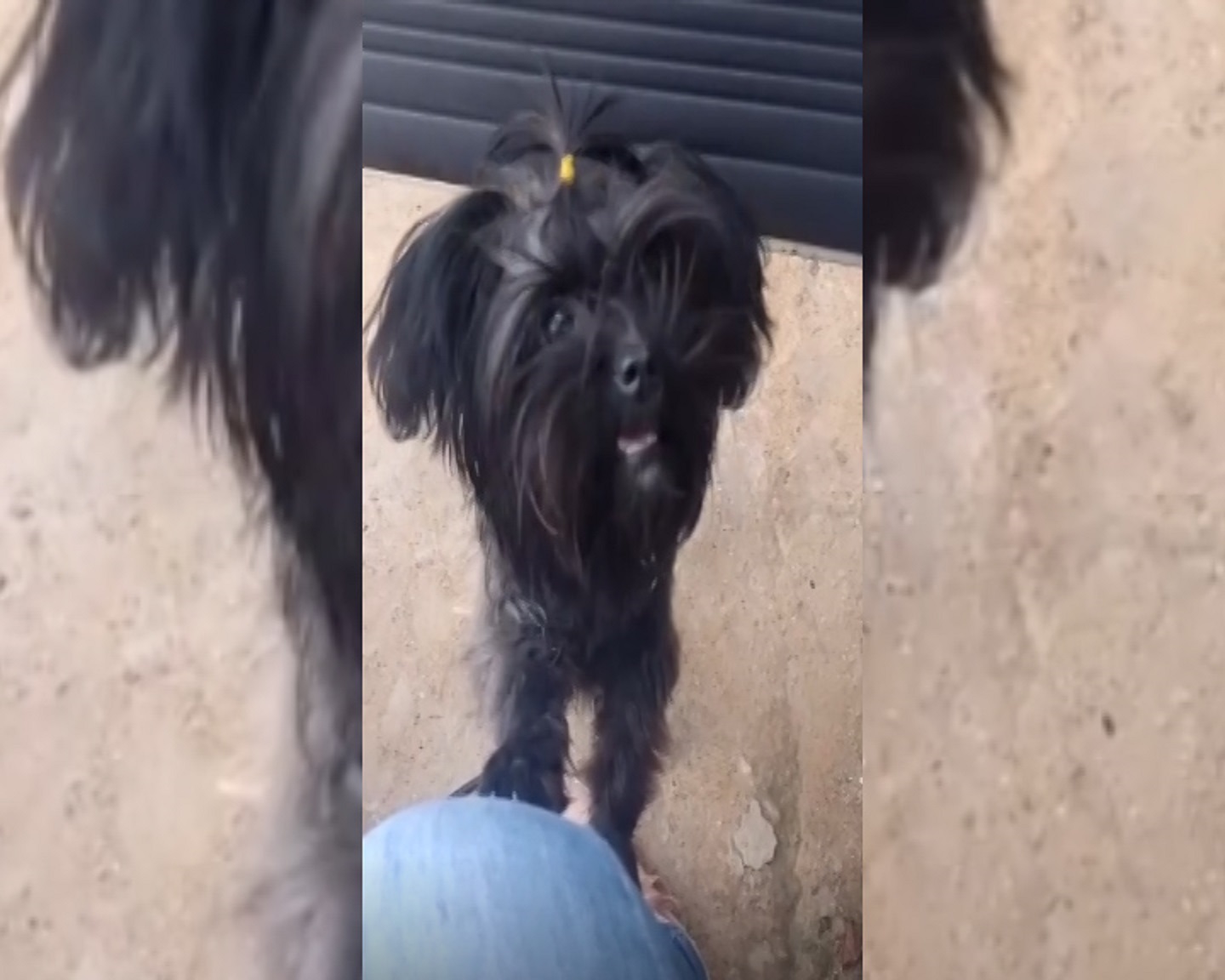 Cadelinha desapareceu no Itália Imagem referente a Cadelinha desapareceu no Itália