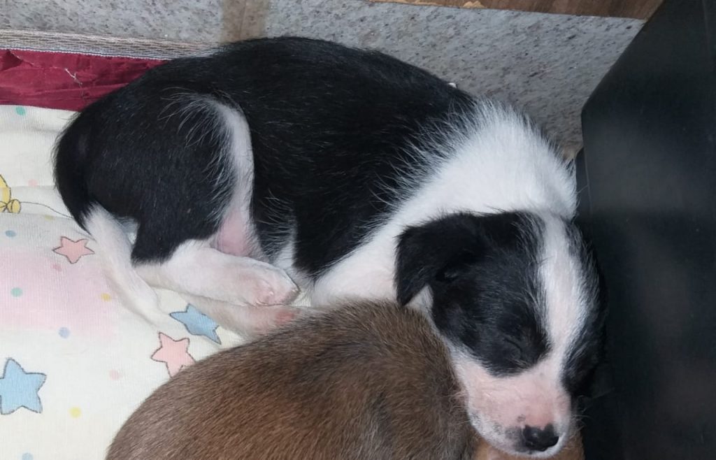 Cachorrinho sumiu na região do Bairro Brasília