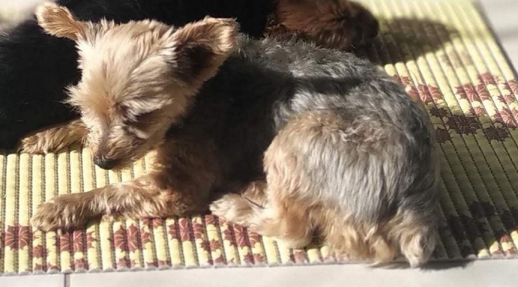 Cachorrinha que atende por ‘Pipa’ sumiu na região do Bairro Canadá