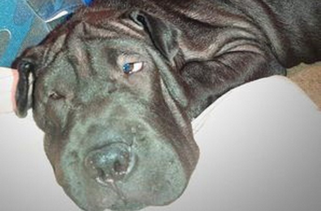 Cadela da raça shar-pei está desaparecida no distrito de Santa Maria