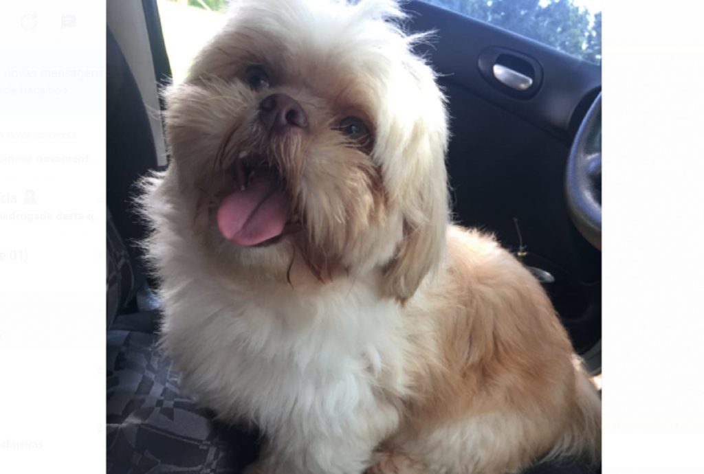 Cachorrinha que atende por ‘Baby’ sumiu no Bairro Periolo