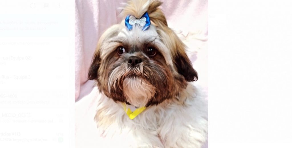 Cachorrinho Shih-tzu que atende por ‘Theo’ sumiu no Bairro Brasmadeira