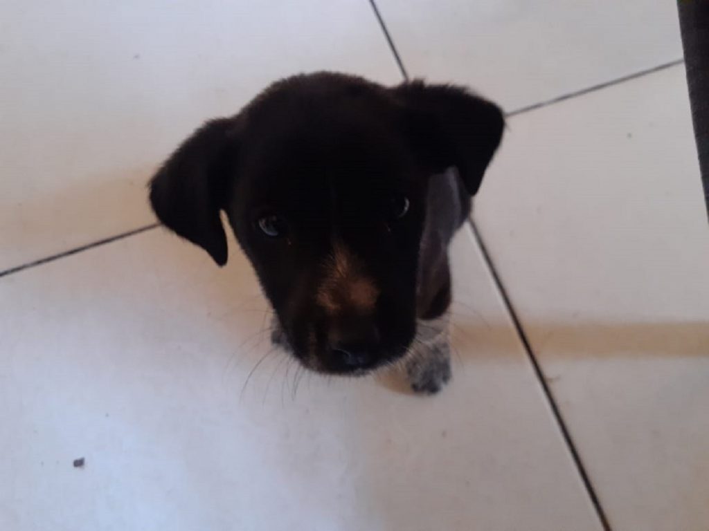 Cachorrinho filhote sumiu na região do Bairro Presidente