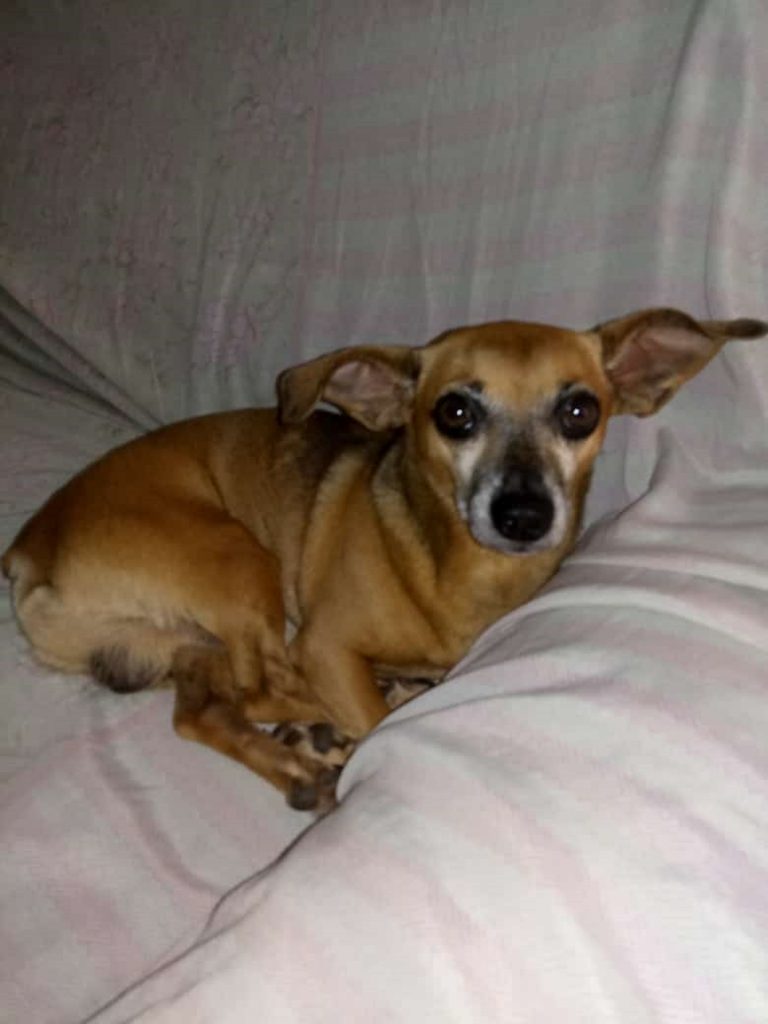 Cachorrinho desapareceu no Periolo Cachorrinho desapareceu no Periolo