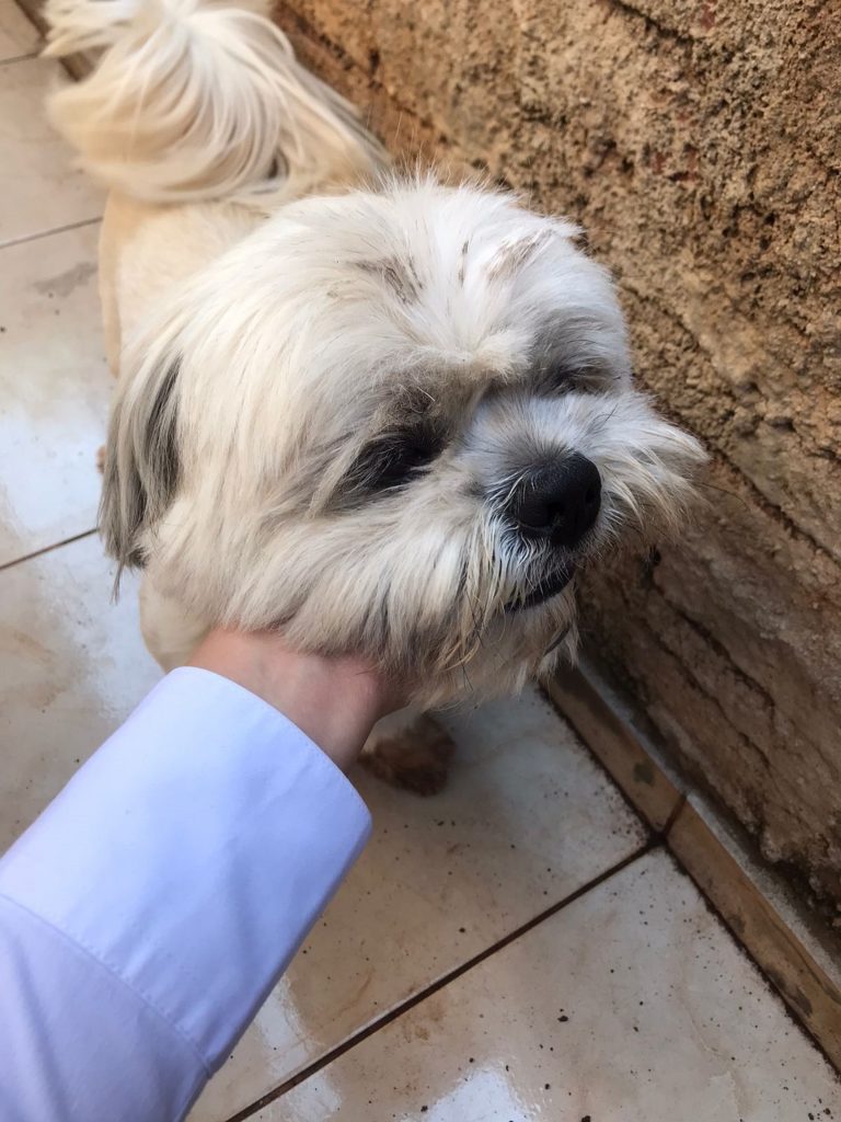 Cachorrinho é encontrado no Centro Cachorrinho é encontrado no Centro