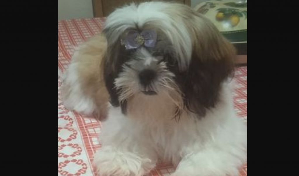 Cachorrinha ‘Bibi’ sumiu nas proximidades da Rua Ipanema, no Bairro Periolo