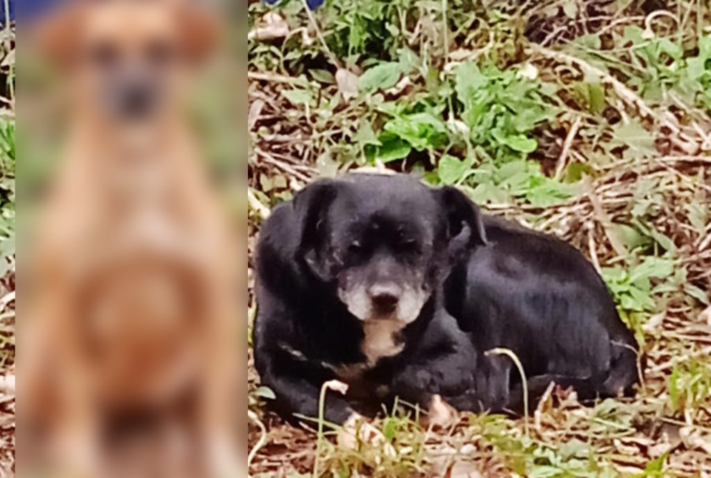 Cachorrinho está desaparecido na região do Centro e donos pedem ajuda para encontrá-lo