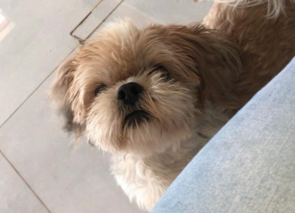 Cachorrinho ‘Bob’ está desaparecido na região do Montreal