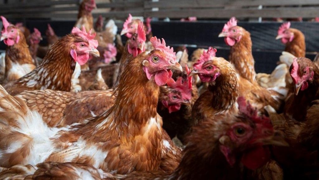 PM prende em flagrante quatro homens com 80 galinhas furtadas em Mariópolis