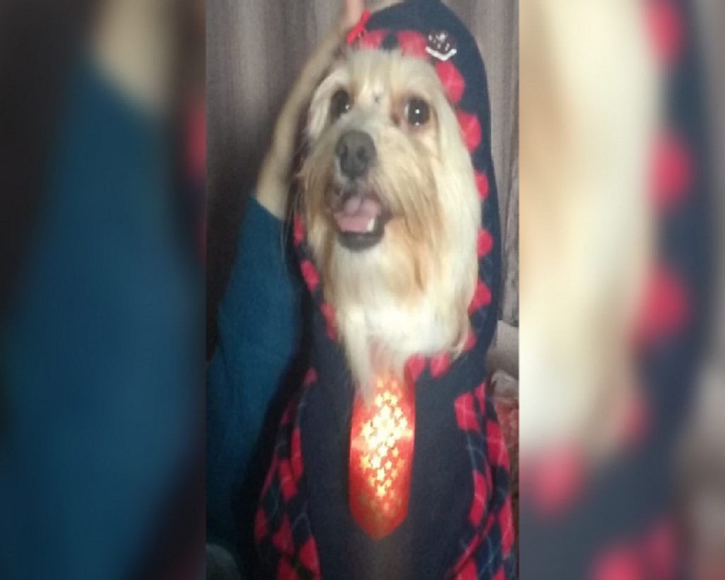 Cachorrinha está desaparecida nas proximidades do Padovani e do Santa Felicidade