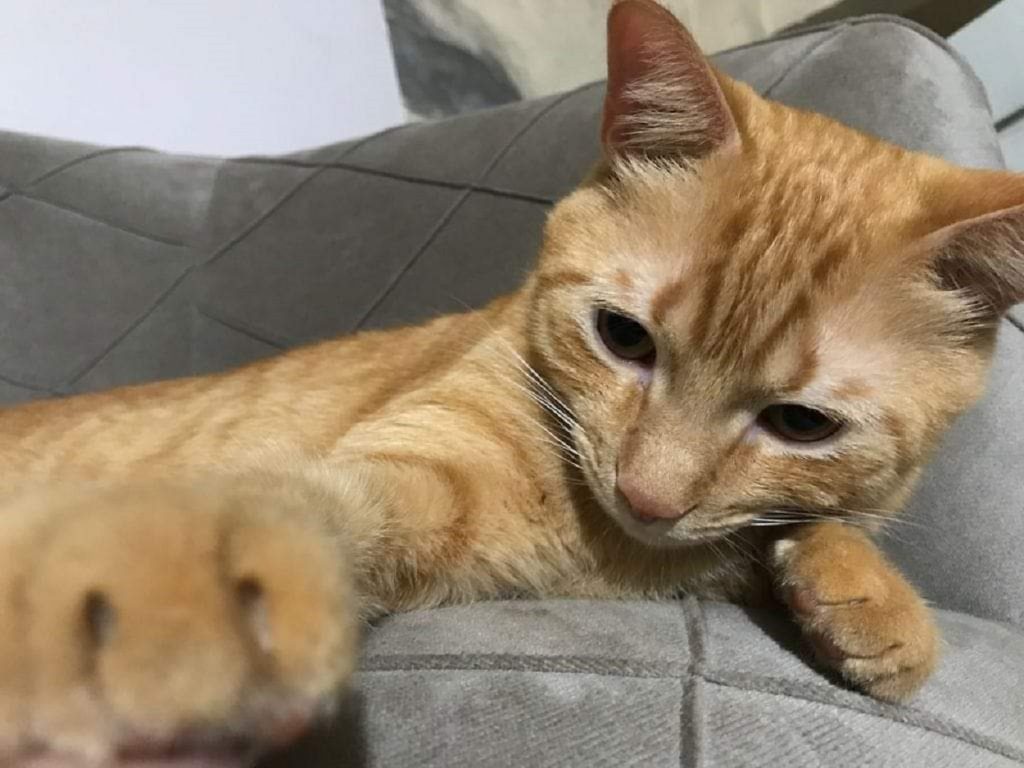 Gatinho “Mimo” está desaparecido no Centro e dona pede ajuda para encontrá-lo