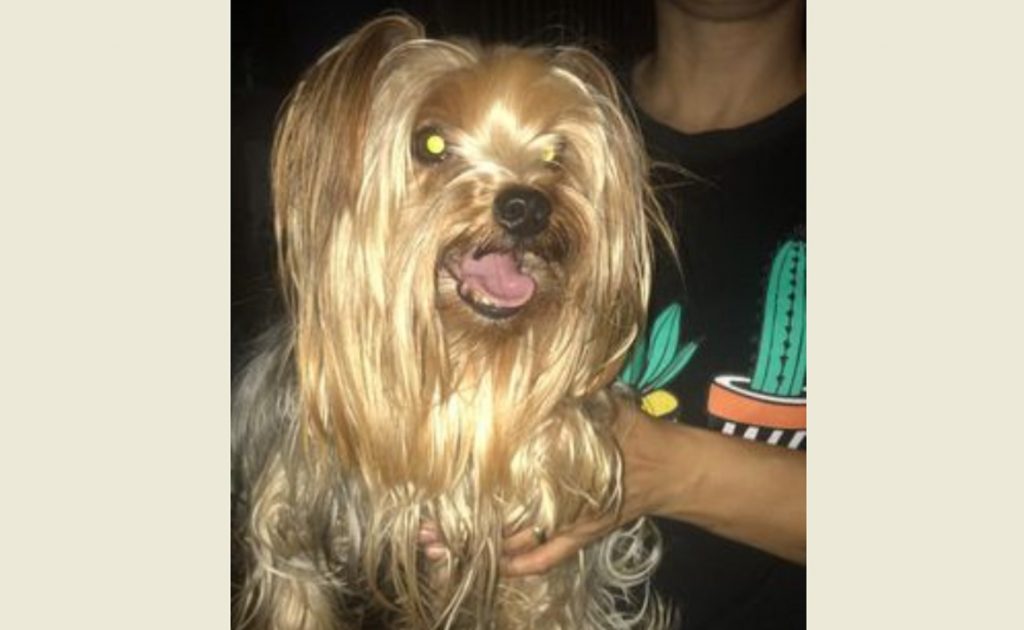 Cachorrinho foi encontrado no Bairro Canadá