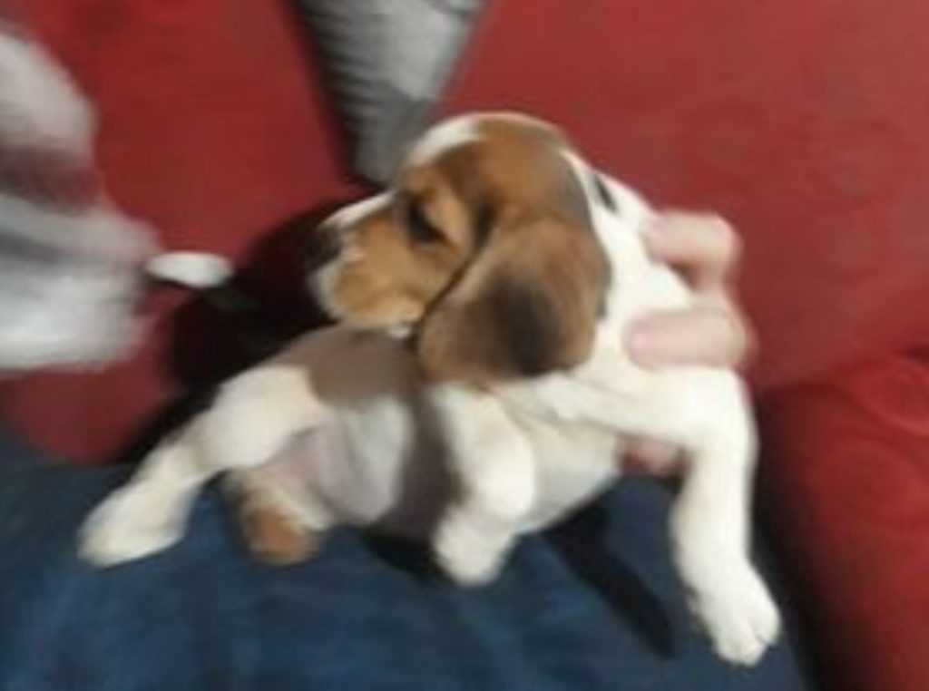 Cãozinho filhote foi encontrado no Bairro Santa Cruz