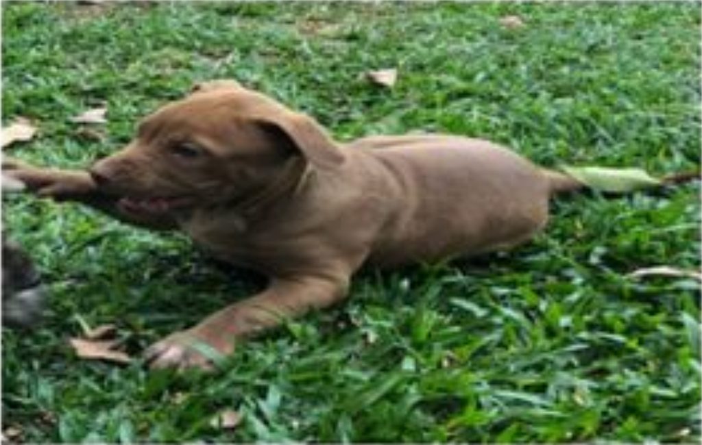Filhote de pitbull está desaparecido na região do Conjunto Jaborá; donos oferecem recompensa