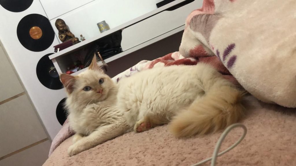 Gatinho que atende por “Yoda” sumiu no Jardim Melissa