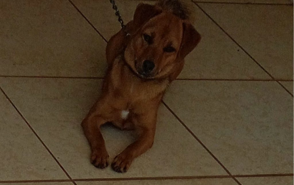 Cachorrinha ‘Lili’ sumiu na região do Bairro Tropical
