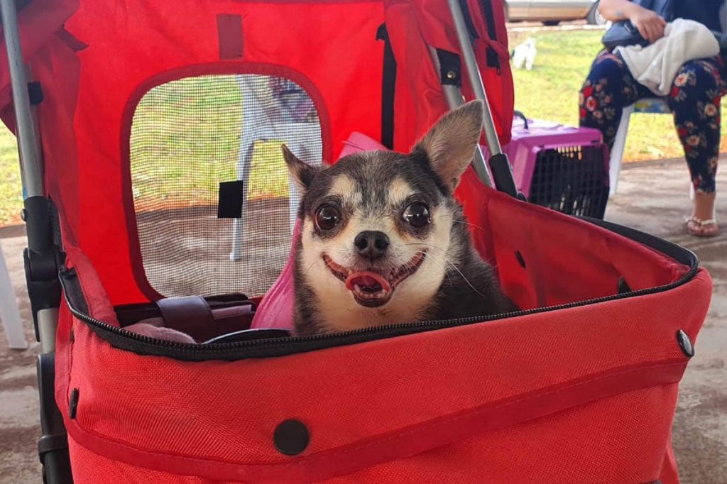 Programa CastraPet atende 209 animais em Arapongas, na região Norte