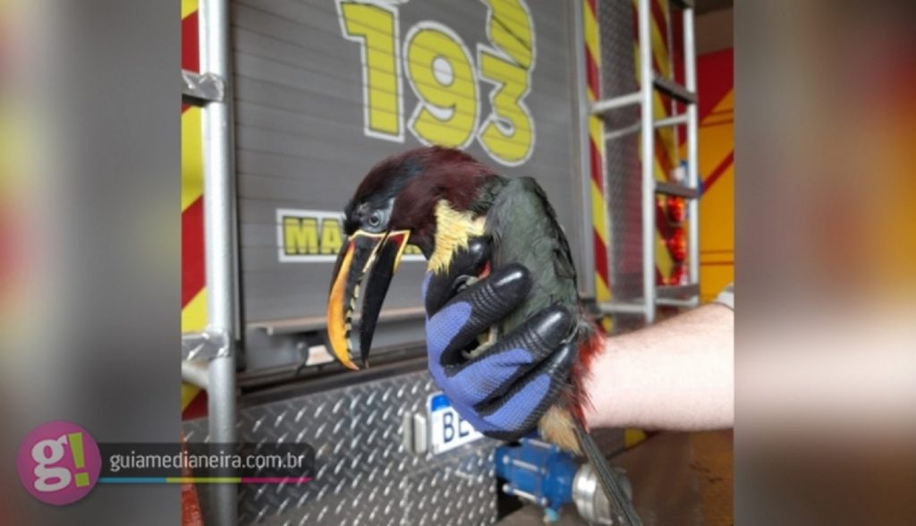 Medianeira: Bombeiros resgatam tucano em quintal de prédio no centro Medianeira: Bombeiros resgatam tucano em quintal de prédio no centro