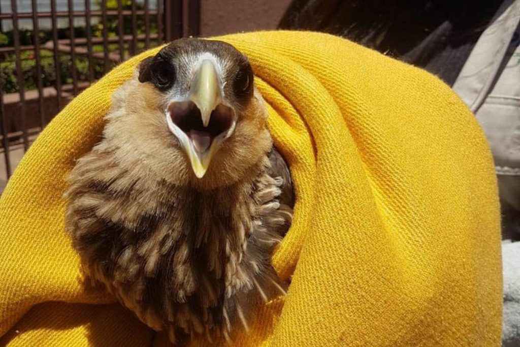 Curso do IAT sobre cuidados a animais silvestres atinge limite de inscrições Curso do IAT sobre cuidados a animais silvestres atinge limite de inscrições