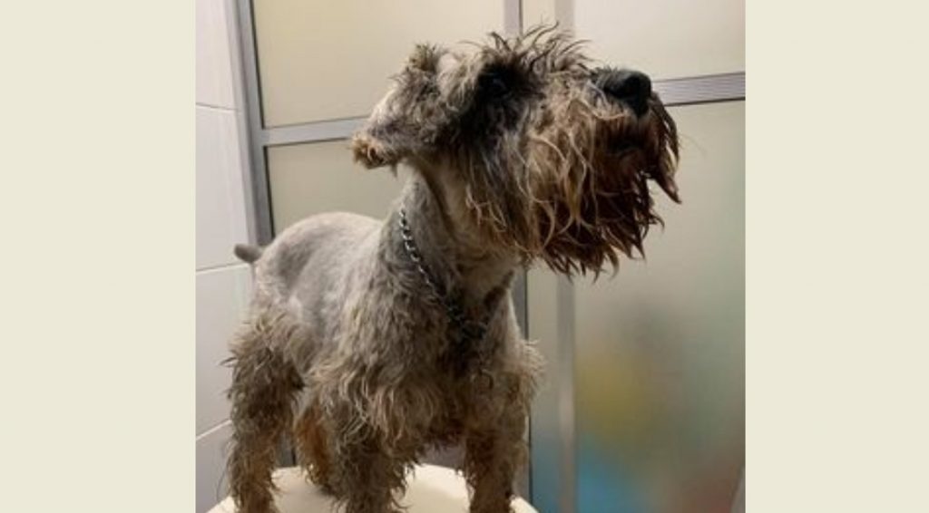 Cãozinho foi encontrado no Centro de Cascavel Cãozinho foi encontrado no Centro de Cascavel