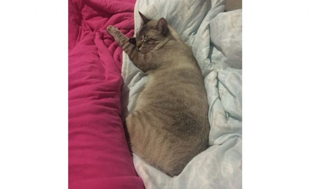 Gato ‘Acerola’ está desaparecido e tutora pede ajuda para encontrá-lo