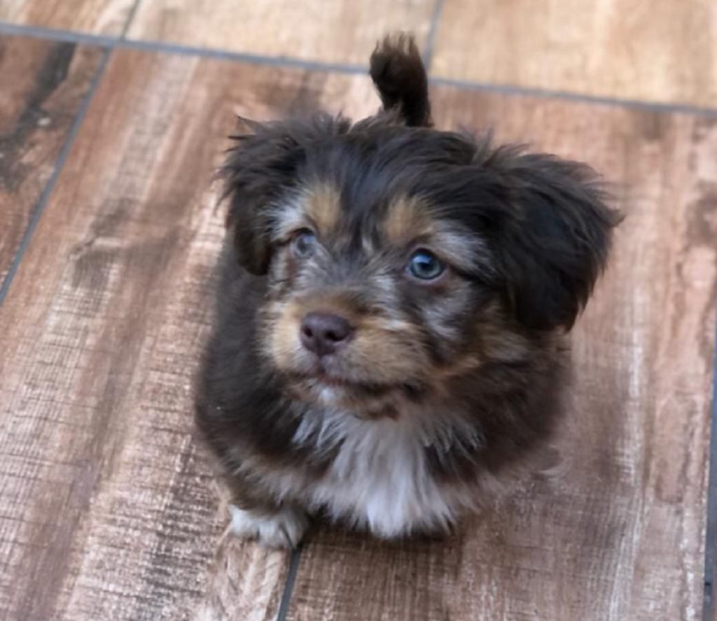 Cachorrinha ‘Amora’ desapareceu no Bairro Parque São Paulo Cachorrinha ‘Amora’ desapareceu no Bairro Parque São Paulo