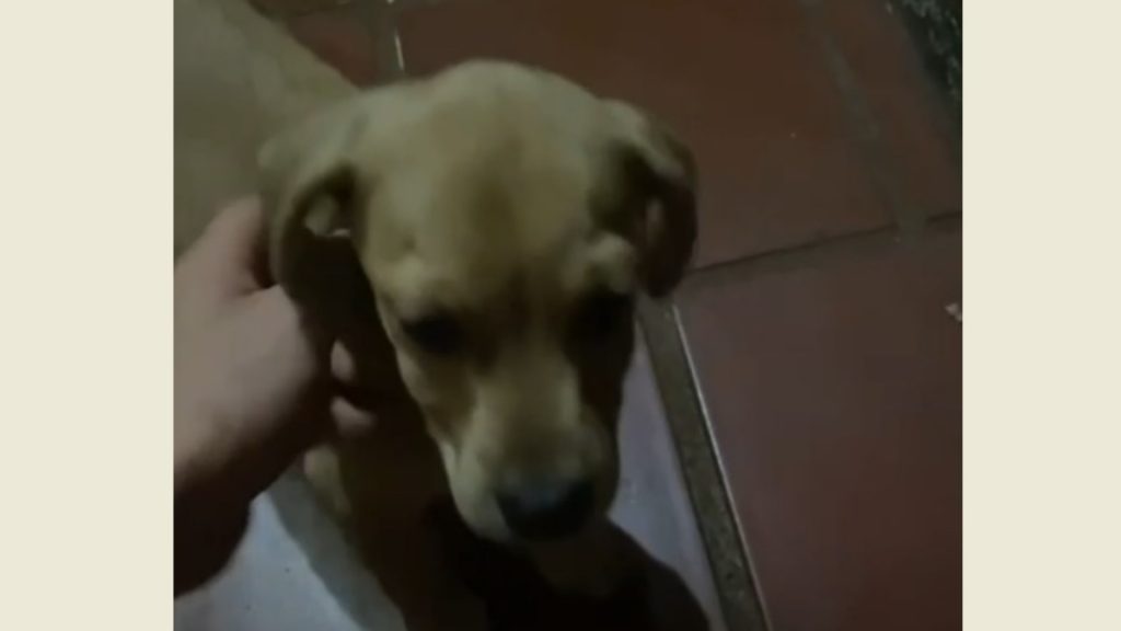 Cachorrinho foi encontrado no Bairro Coqueiral Cachorrinho foi encontrado no Bairro Coqueiral
