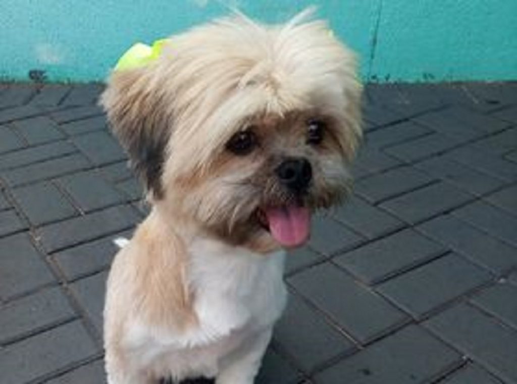 Cachorrinha foi encontrada no Bairro XIV de Novembro