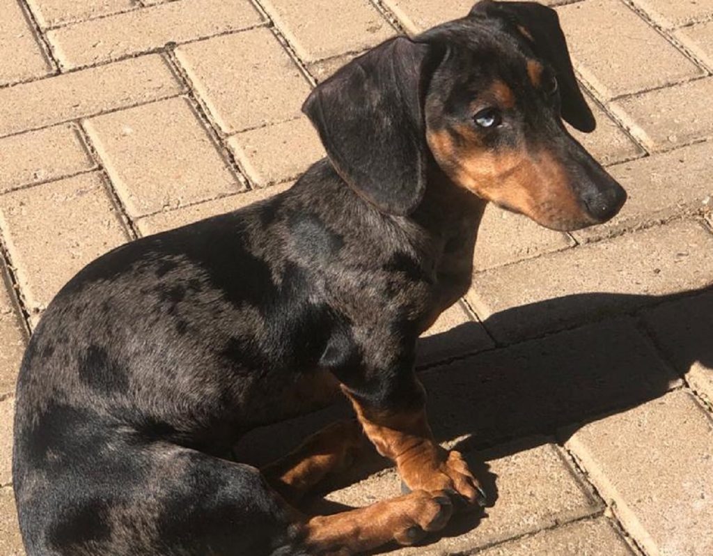 Cachorrinho de estimação está desaparecido e dono está desesperado; há recompensa para quem encontrá-lo