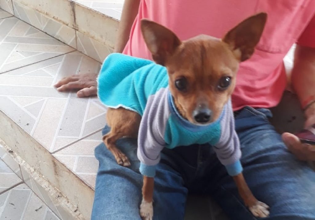 Cachorrinho “Chocolate” está desaparecido no Bairro Santa Felicidade