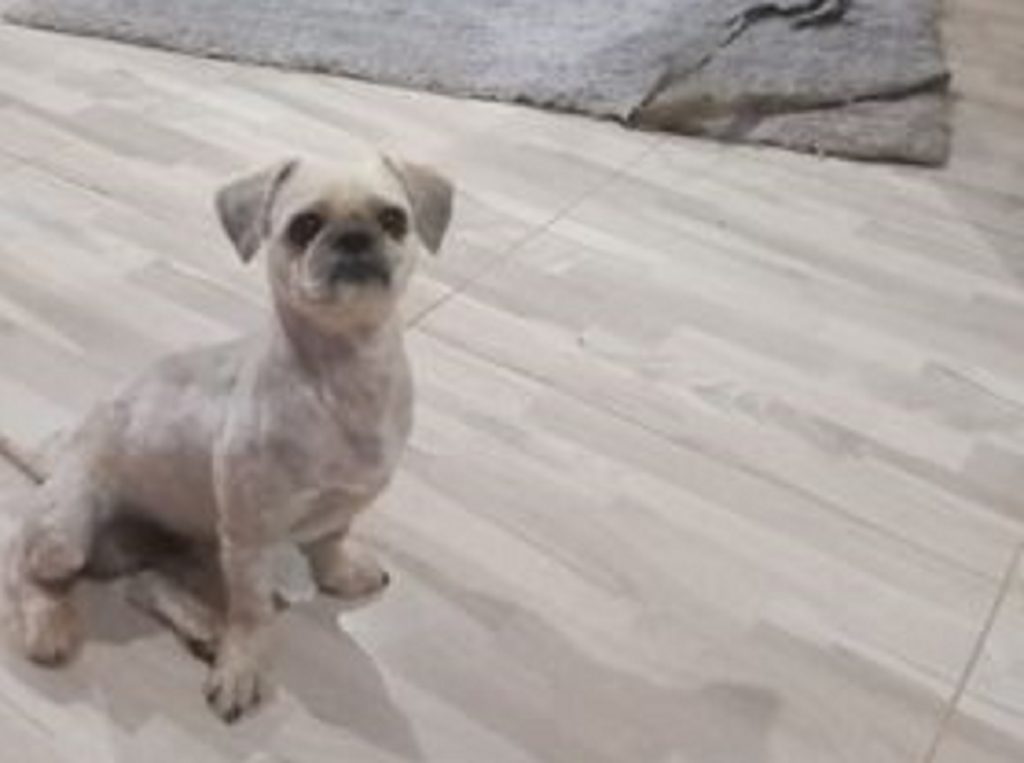 Cachorrinho “Vinny” está desaparecido no Jardim Veneza; dona oferece recompensa a quem encontrá-lo