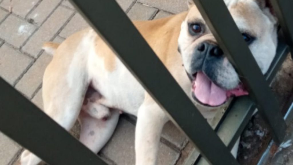 Cachorro foi encontrado no Bairro Presidente Cachorro foi encontrado no Bairro Presidente
