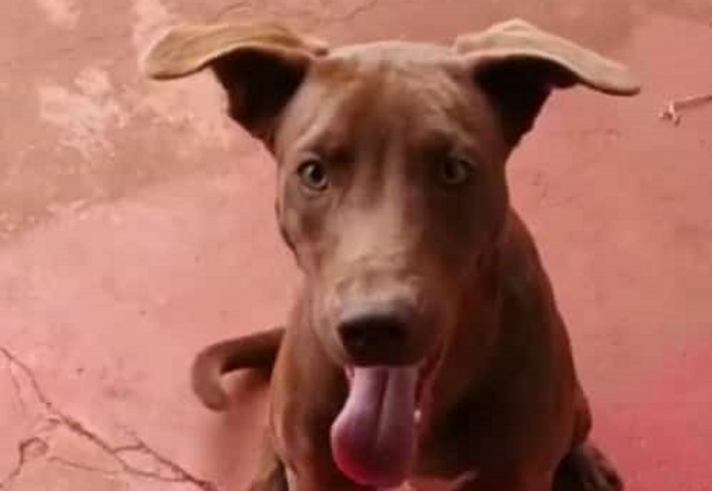 Cachorro ‘Zeus’ está desaparecido na região do Santa Felicidade; donos oferecem recompensa