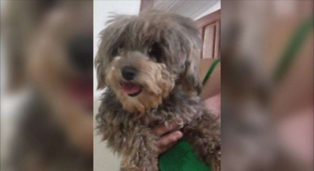 Cachorrinha é encontrada perto do Parque Tarquínio e moradora quer devolvê-la ao dono