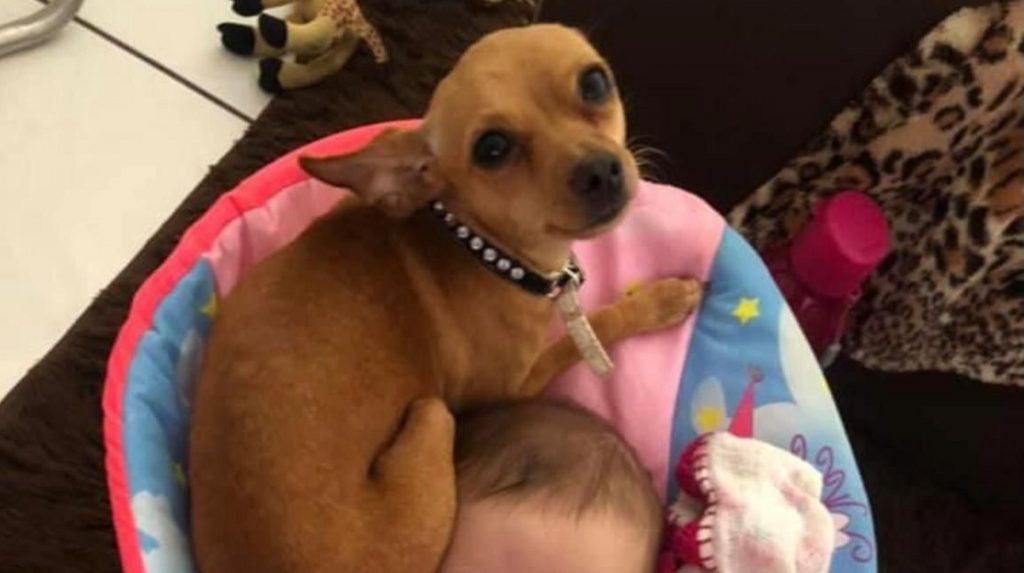 Cachorrinha de estimação está desaparecida na região próxima ao Parque Tarquínio