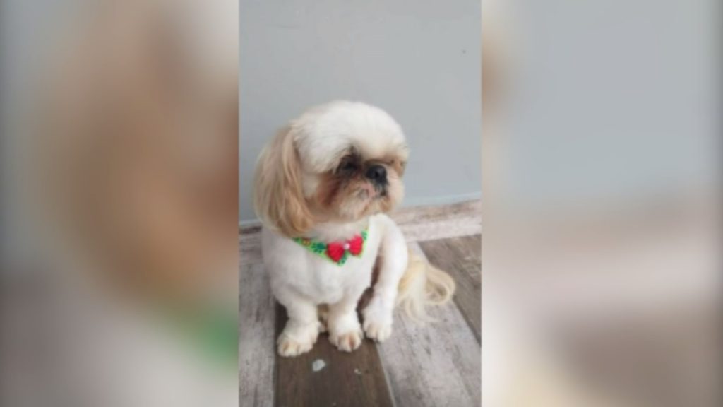Cachorrinho desapareceu na região do Bairro Maria Luíza Cachorrinho desapareceu na região do Bairro Maria Luíza