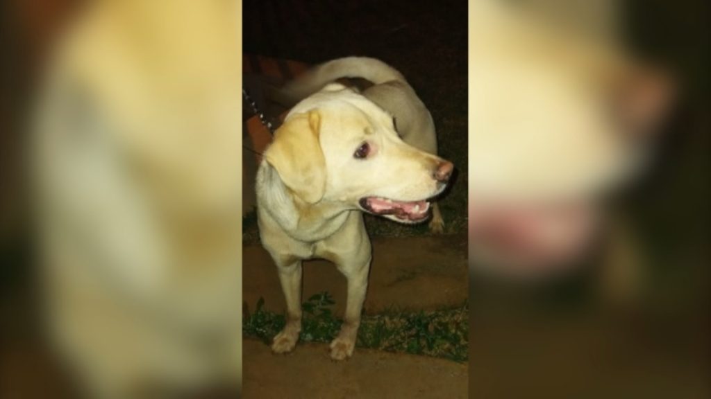 Cão com coleira foi encontrado no Bairro Maria Luíza Cão com coleira foi encontrado no Bairro Maria Luíza