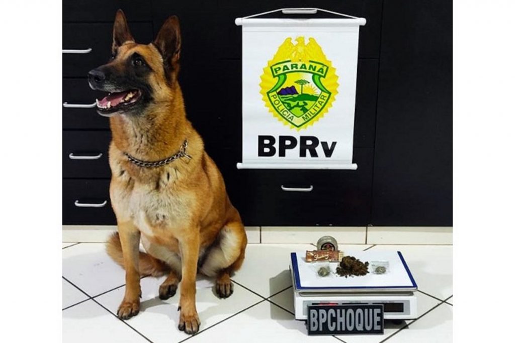PR-323: cão policial encontra maconha em bagagem de ônibus durante operação em Cruzeiro do Oeste