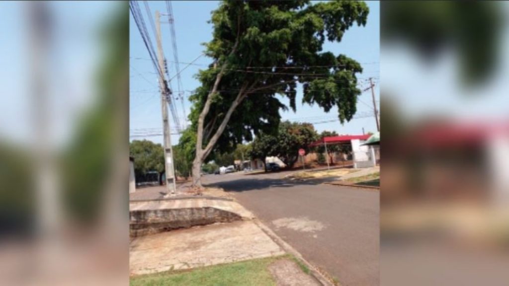 Moradora chama a atenção para árvore com risco de queda no Bairro Santa Cruz