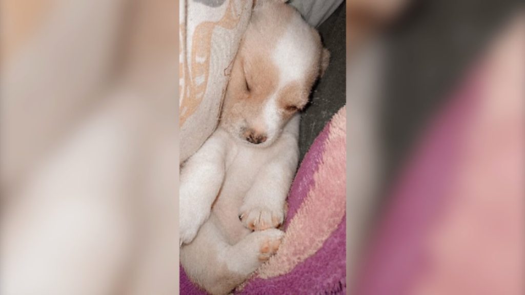 Cachorrinho desapareceu no Bairro Floresta