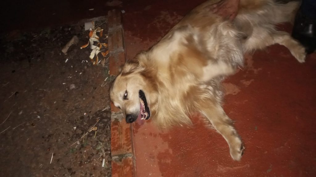 Cãozinho foi encontrado na região do Bairro Universitário