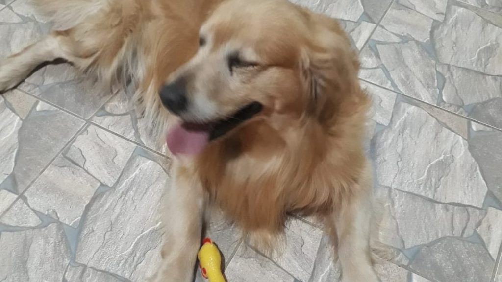 Golden Retriever foi encontrado no Bairro Universitário