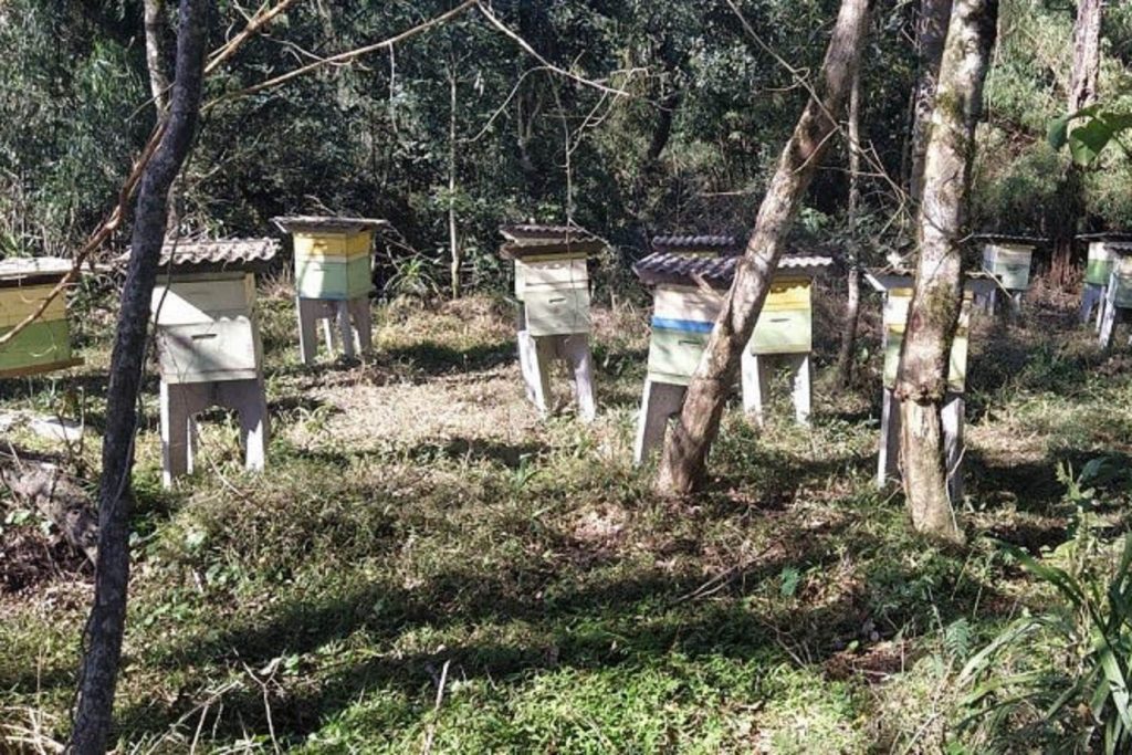 Culturas de inverno aumentam a produção de mel e preservam o solo, aponta IDR