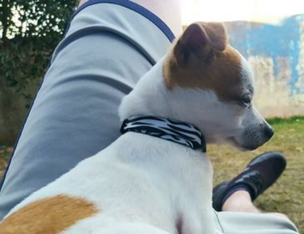 Cachorrinha ‘Yumi’ está desaparecida na região do Bairro Periolo