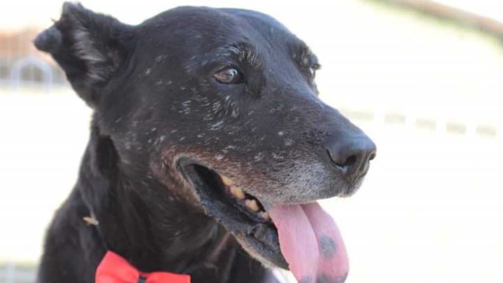 Adote um cão velhinho, Lampião está saudável e em busca de uma adoção