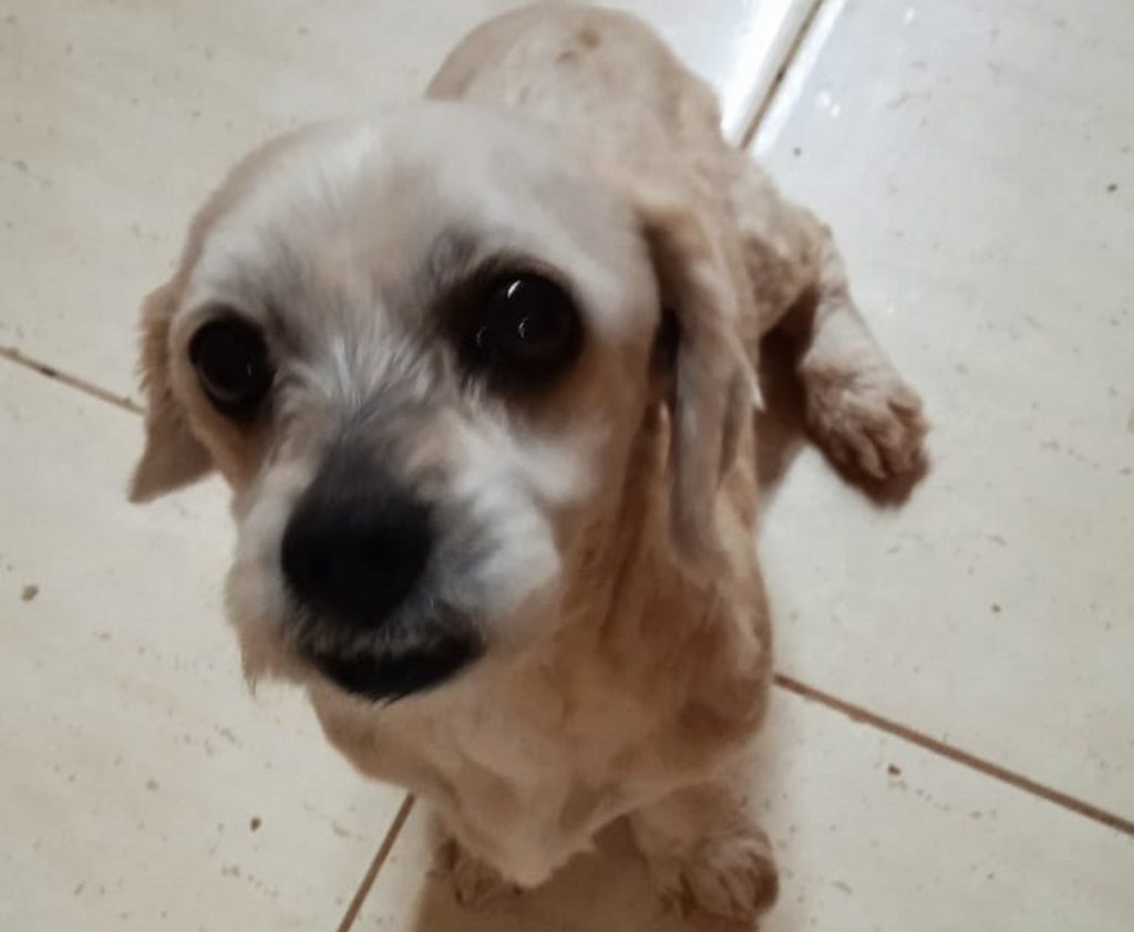 Cachorrinho ‘Bob’ está desaparecido na região do Bairro Maria Luiza