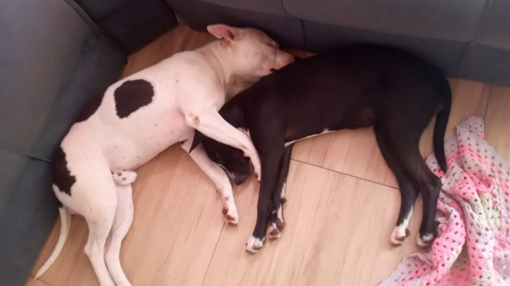 Cães da raça Pitbull sumiram na região do Jardim Novo Milênio