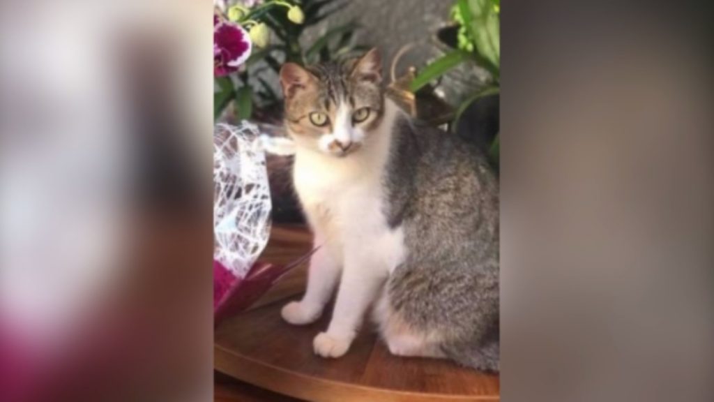 Gatinha que atende por ‘Mimi’ sumiu na região do Bairro Parque Verde