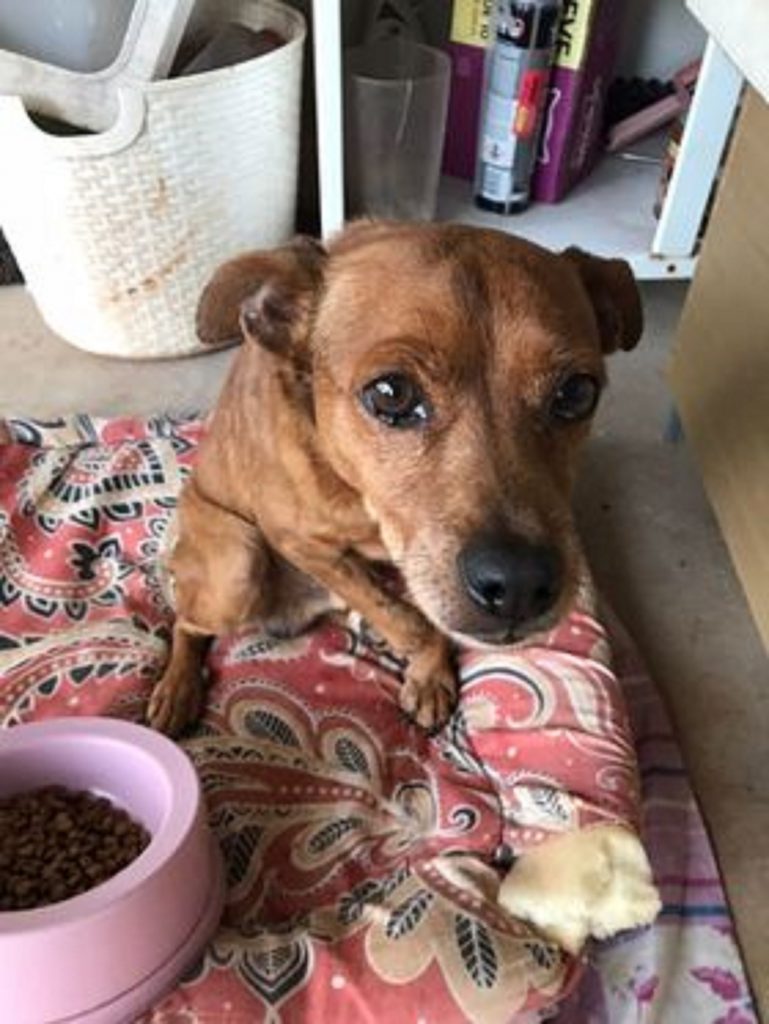Cachorrinho é encontrado ferido no Cancelli